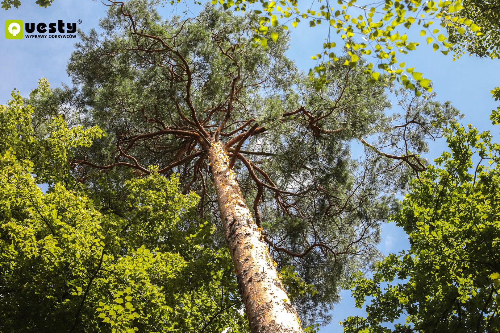 Powstanie quest w Leśnym Arboretum Warmii i Mazur