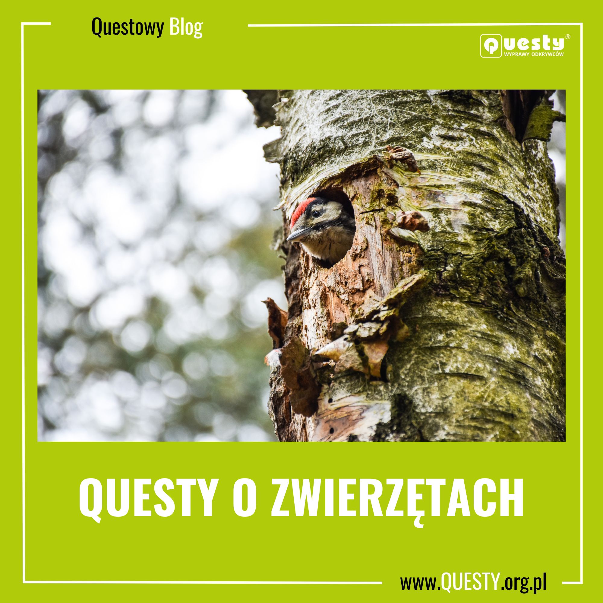 Questy o zwierzętach