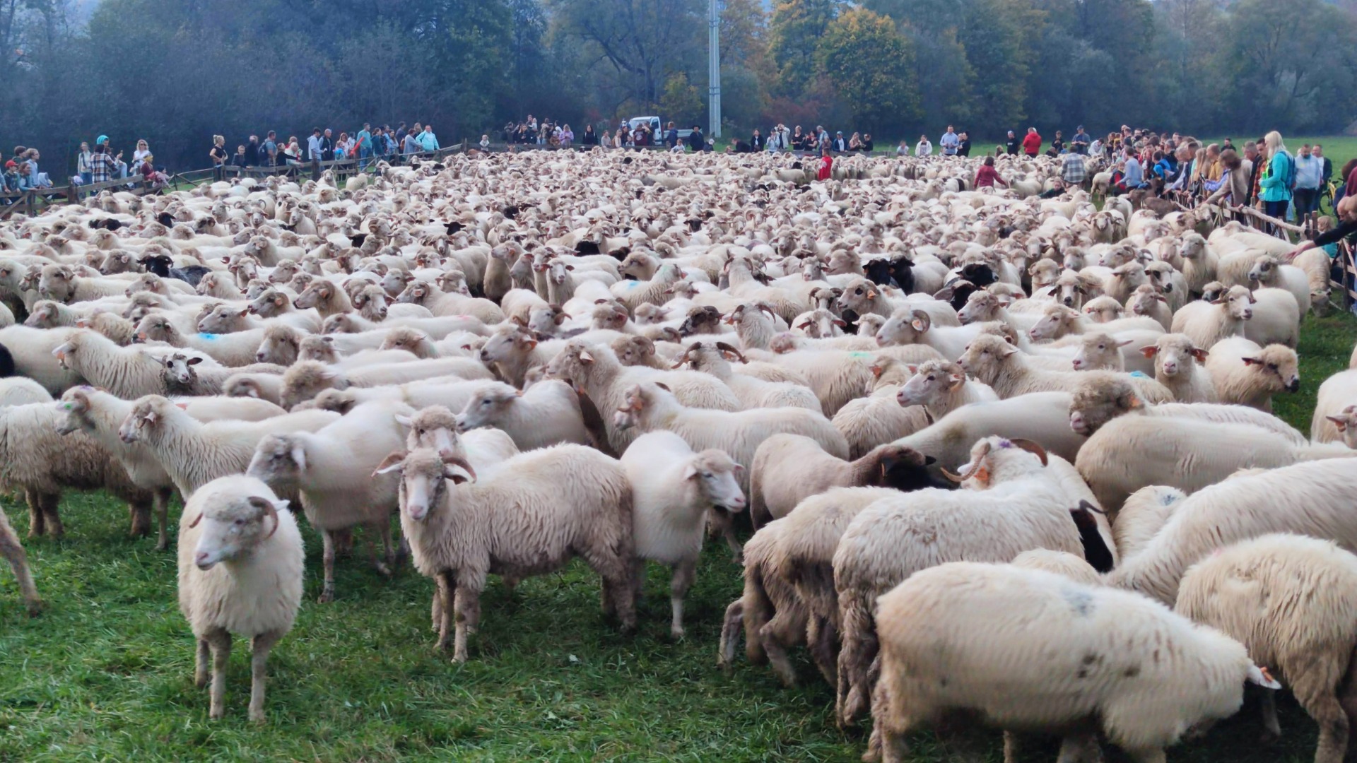 Questy na Jesiennym Redyku w Szczawnicy