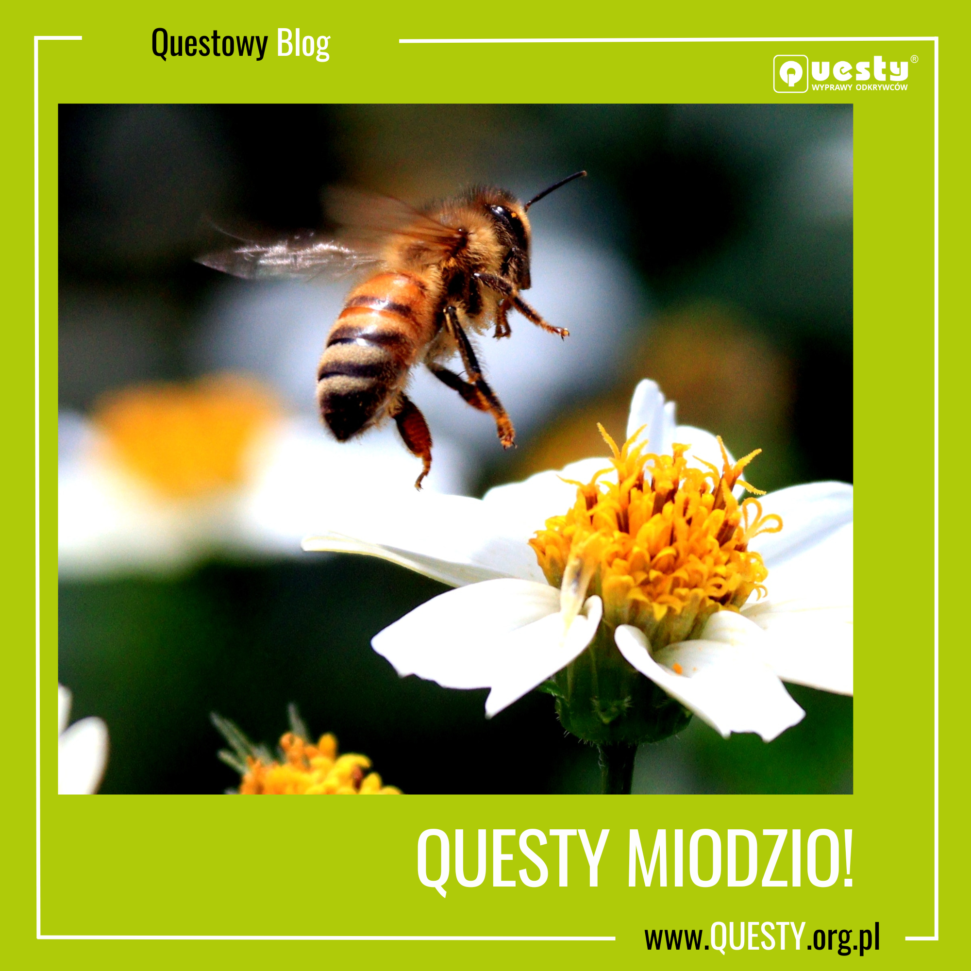 Questy miodzio!