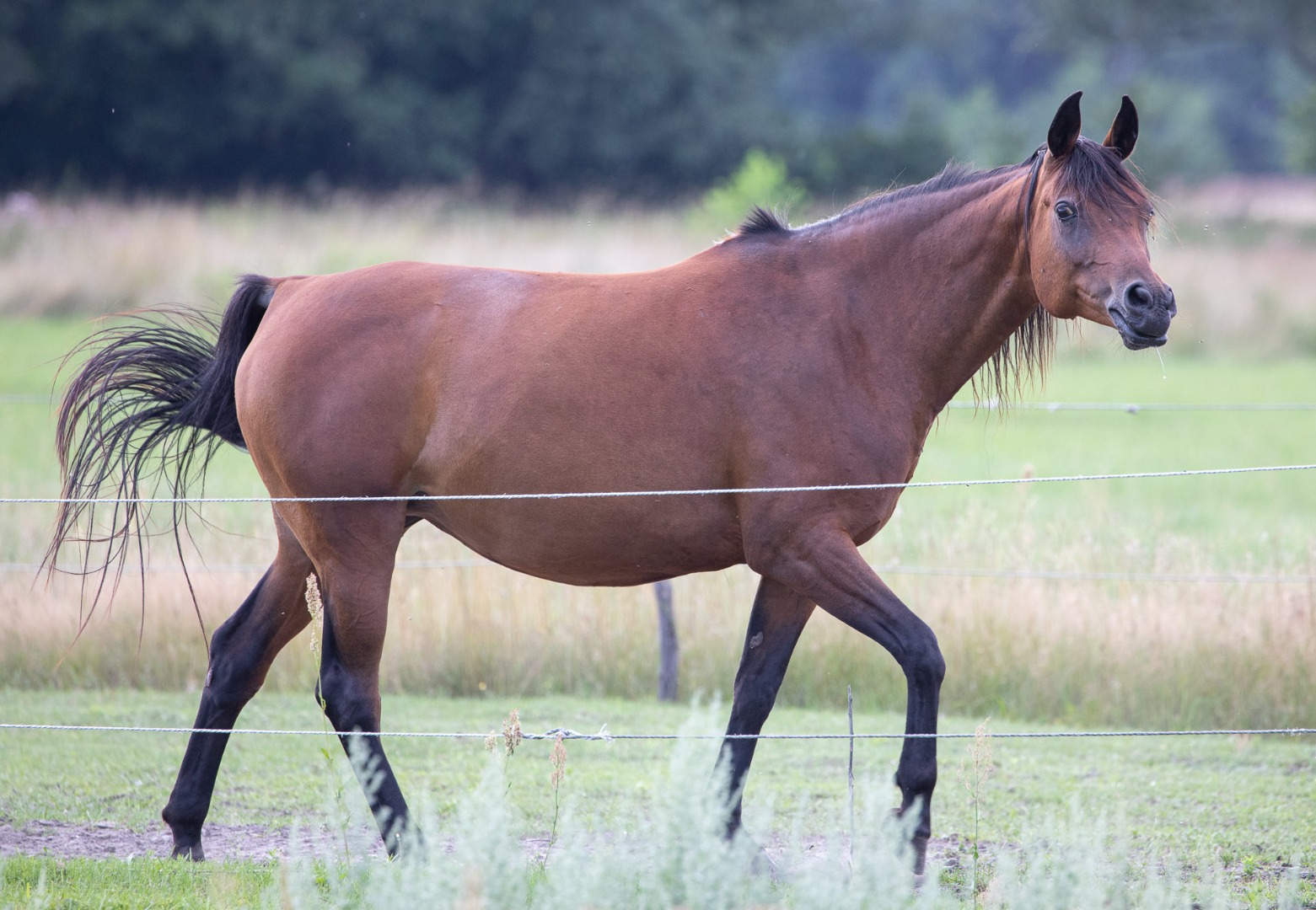 Rozpoczęły się prace nad  questem o koniach w Jaroszówce (dolnośląskie)