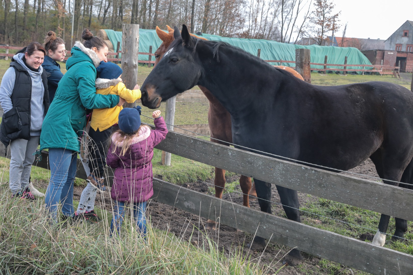 Rozpoczęły się prace nad  questem o koniach w Jaroszówce (dolnośląskie)