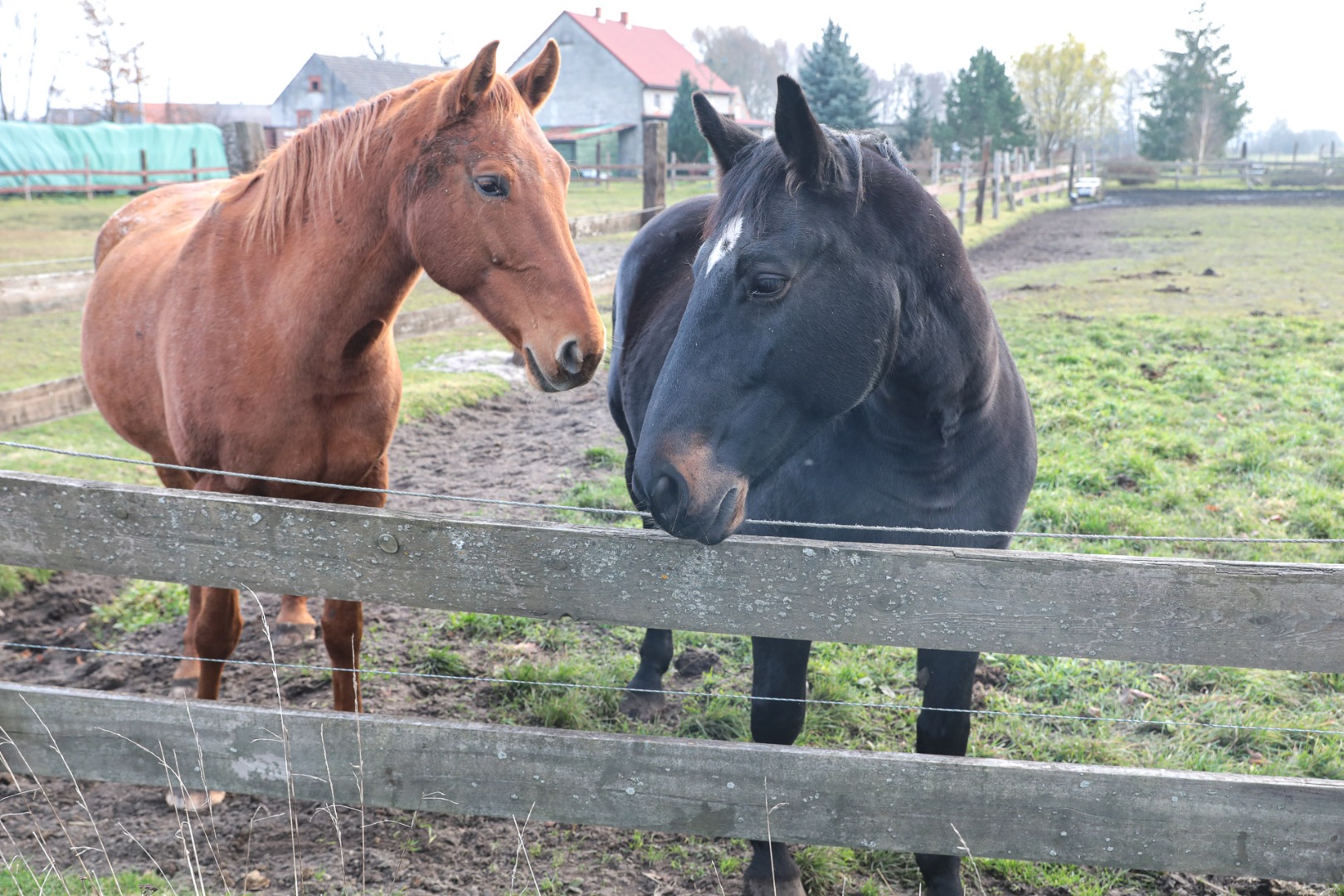 Rozpoczęły się prace nad  questem o koniach w Jaroszówce (dolnośląskie)